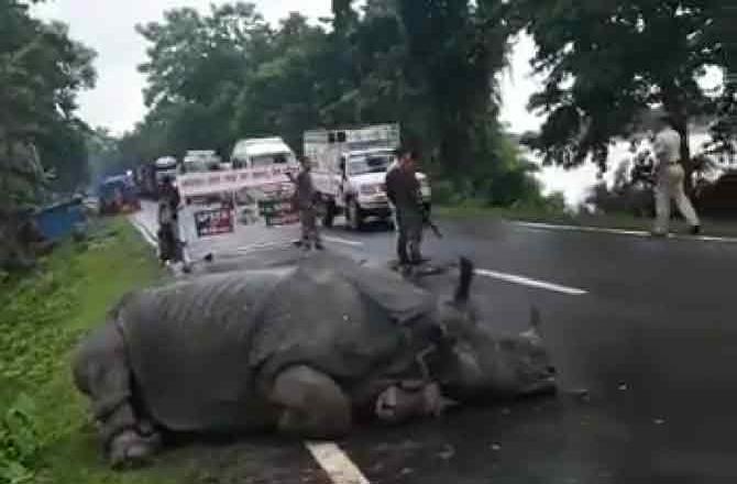 rhino rests on road in Assam