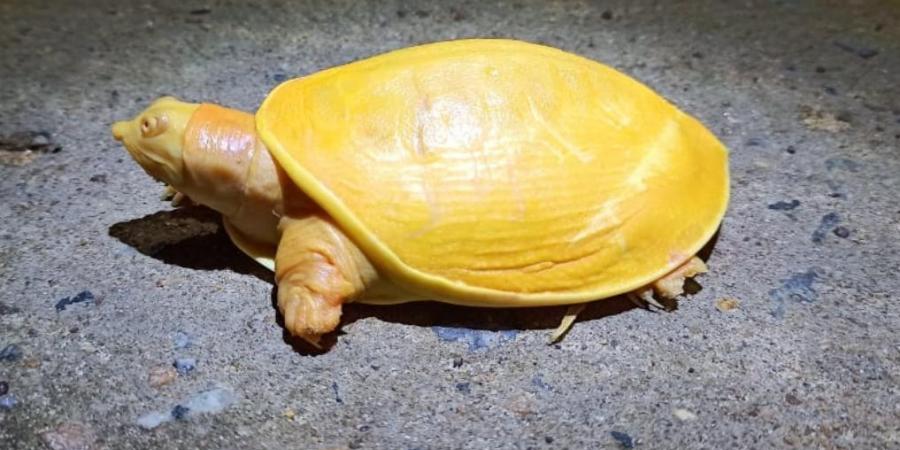 yellow turtle odisha