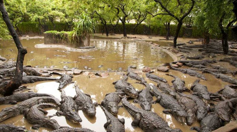 crocodile bank madras