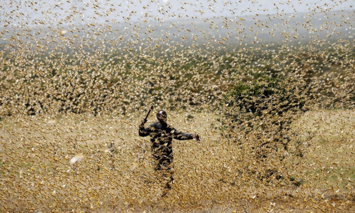 Worst Locust Swarm