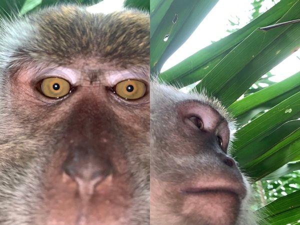 monkey clicks selfies