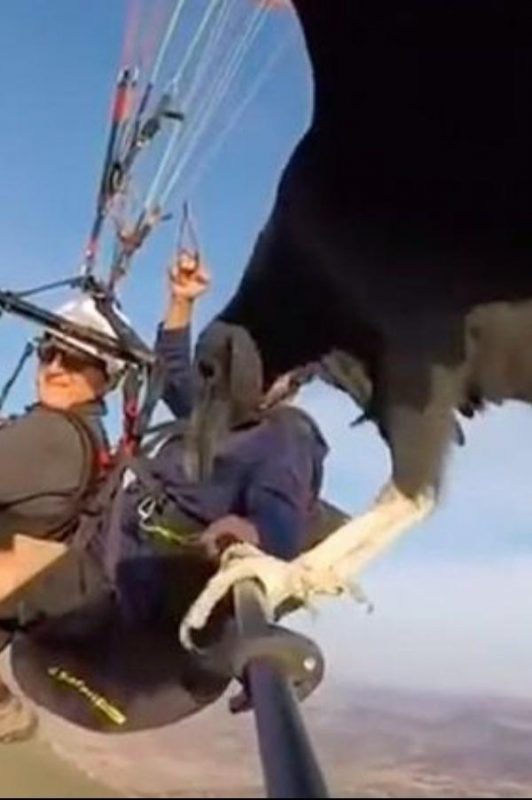 Spain paragliding vulture
