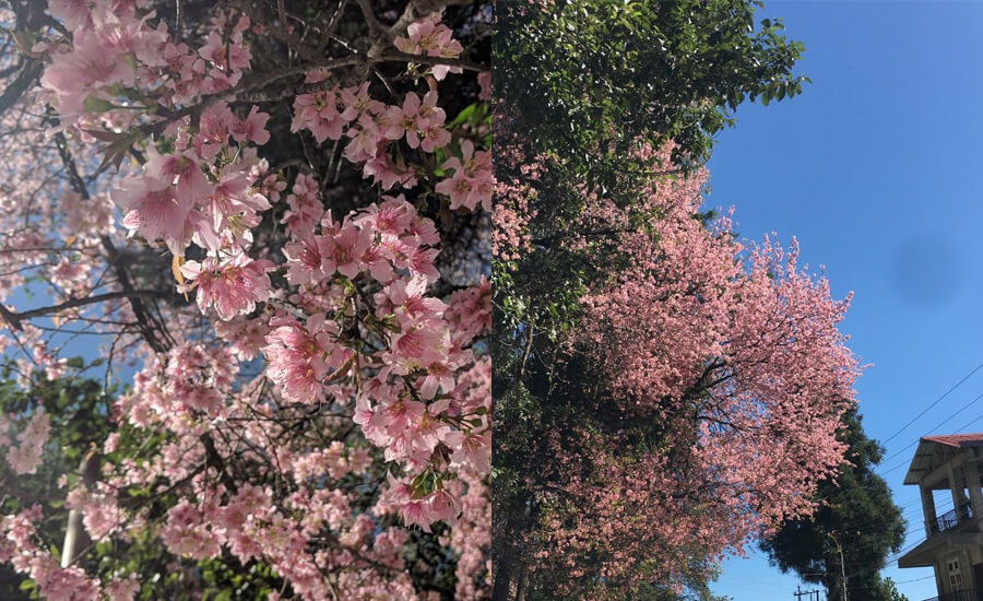 cherry blossom in Meghalaya