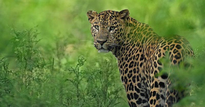 leopard population in India
