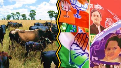 Stray Cattle Are Way Ahead Of Political Parties In UP Elections