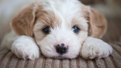 Know These Little Details Before Adopting A Puppy At Home