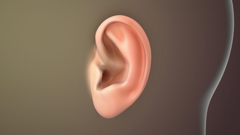 Ear- Sensory Organ