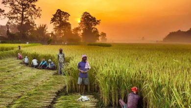 Over 30,000 Found Ineligible Under PM Kisan Yojana, Asked To Repay