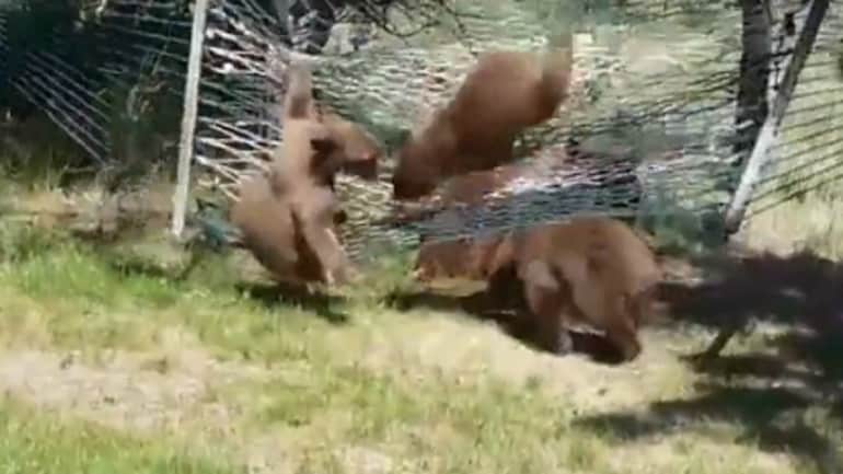 Bear Kids Playing With A Hammock Is A Cutest Thing You Will See Today
