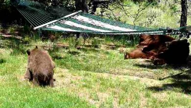 Bears playing in a hammock is the cutest thing