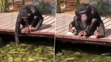 Chimpanzee Is Feeding Fishes Just Like A Human, Watch The Viral Video