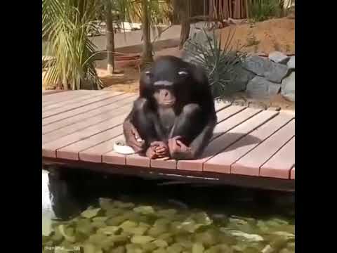 Chimpanzee Is Feeding Fishes Just Like A Human