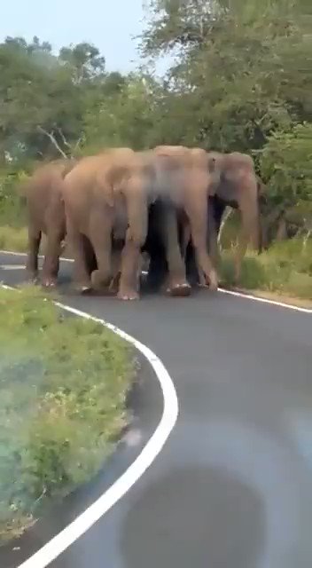 Elephants Providing Z Plus Security To The Baby, Internet Is Amused