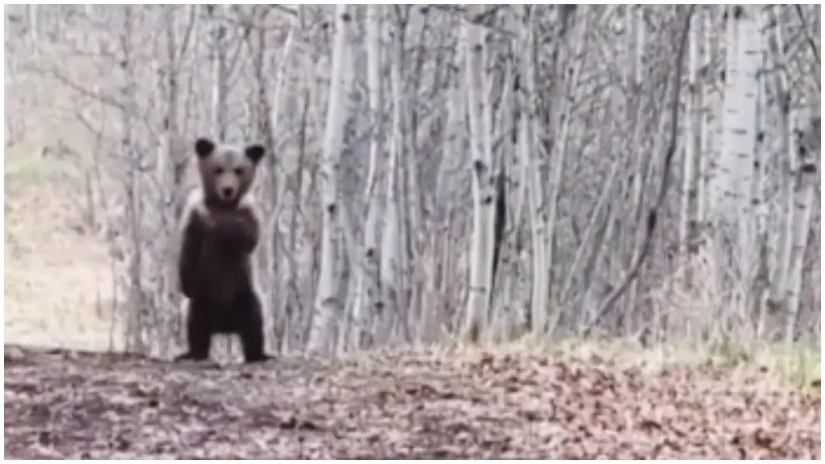This Dancing Baby Bear Has Garnered 2 Million Views And Lots Of Love