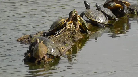 Turtles Having Fun