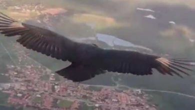 Viral Video Paraglider Flying Alongside Black Vulture, Amazing Moment