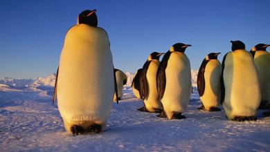 10 Points To Know All About Emperor Penguins