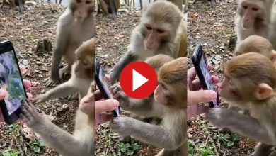 Never Seen Monkeys So Curious About Anything Other Than Food, Watch
