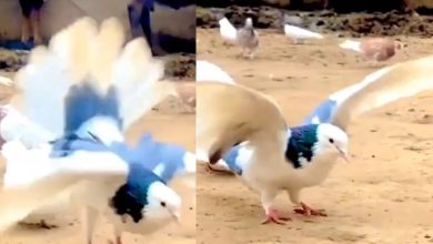 Viral video of a pigeon doing backflips has left the Internet stunned