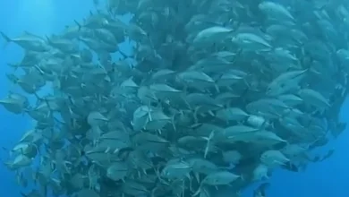 Have You Ever Seen A Fish Tornado Under Sea Watch Here