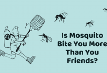 Is Mosquito Bite You More Than You Friends