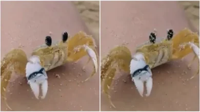 Viral Video, A Crab Wiping Sand Off His Eyes, Totally Unexpected