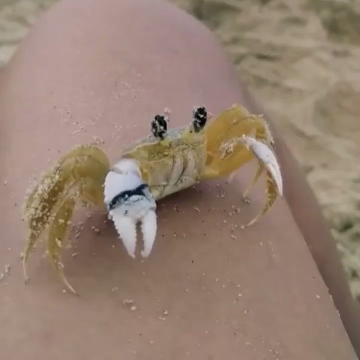 Viral Video A Crab Wiping Sand Off His Eyes