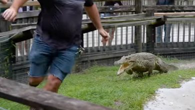 Viral Video Crocodile Charging Towards Man With Speed