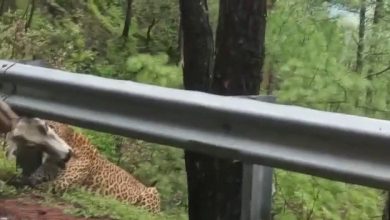 Viral Video, This Leopard Hunting A Cow Will Give Your Goosebumps