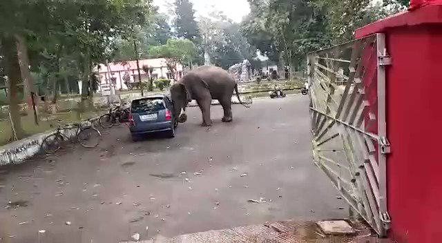 Elephant pushes car around like a toy in Guwahati. Video is viral