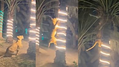 Old Viral Video Lioness Attacking Party Guests Climbing Tree
