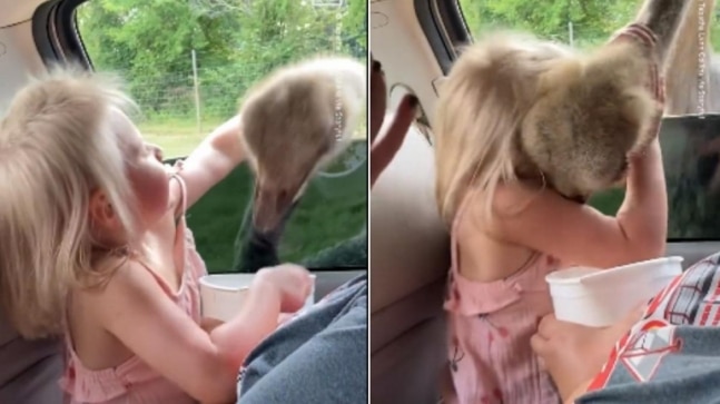 Viral Video A 3 Years Old Cutie Is Not Afraid of Ostrich