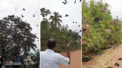 Viral Video Men Cut Down The Tree Many Baby Birds Fall To Death