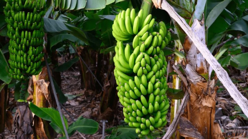 Grand Nain Banana found in south asia