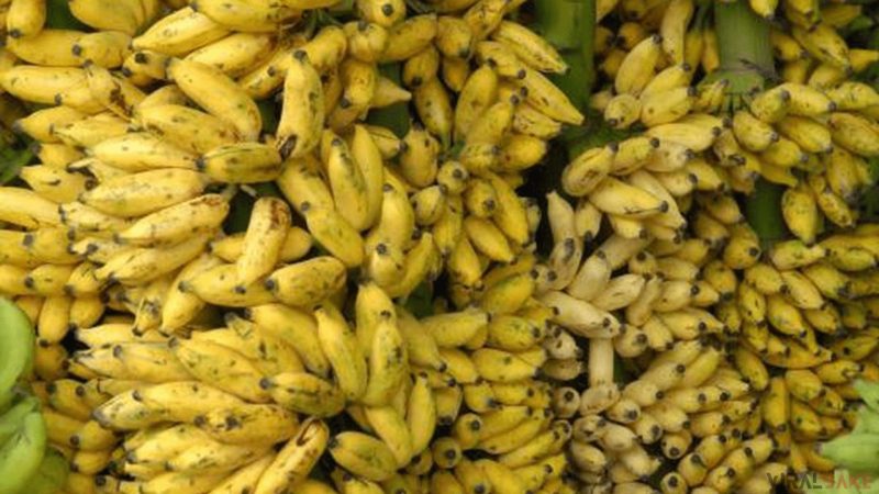 Nanjanagud Banana found in India