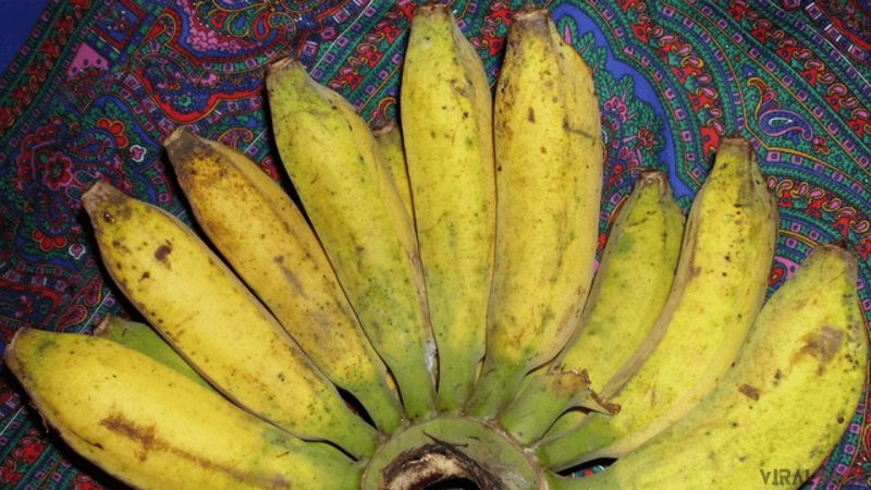 Pisang Raja Banana found in Indonesia