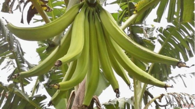 Rhino Horn Bananas found in Africa