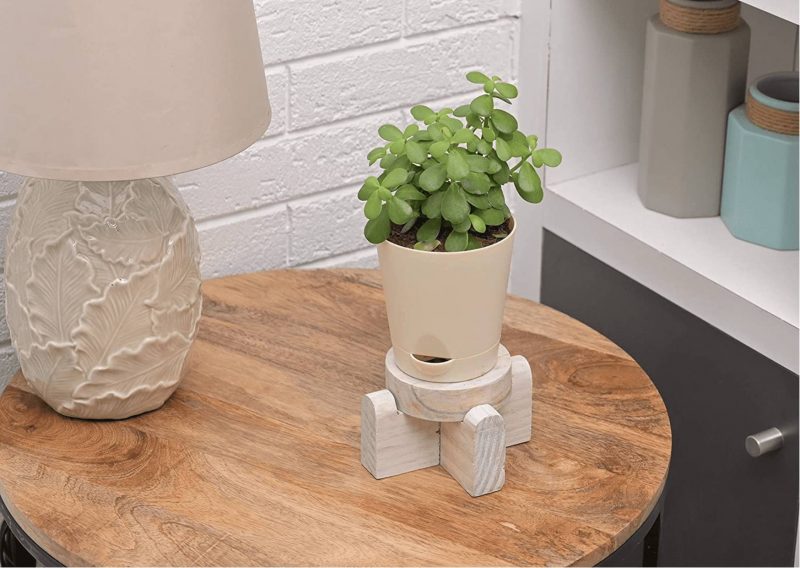 Ugaoo Good Luck Jade Plant with Self-Watering Pot - New Year 2023 Gifts