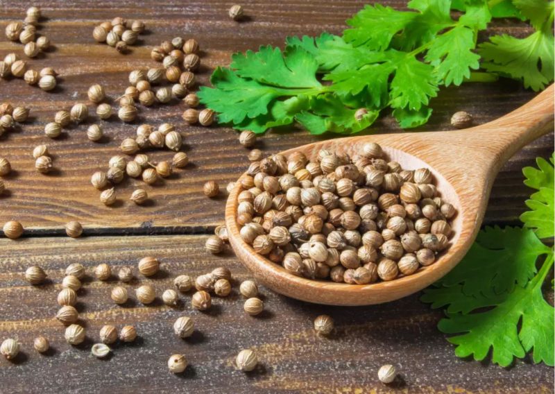 7 Indian Foods to Lower Blood Sugar Levels: Coriander Seeds