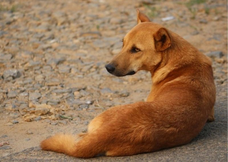9 Types of Dogs in India: Originated from Indian Subcontinent: Indian Pariah