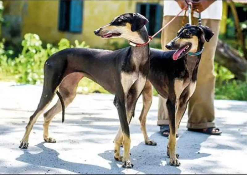 9 Types of Dogs in India: Originated from Indian Subcontinent: Kanni