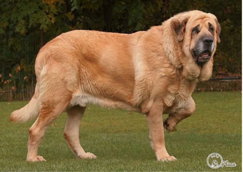 9 Types of Dogs in India: Originated from Indian Subcontinent: Kumaon Mastiff