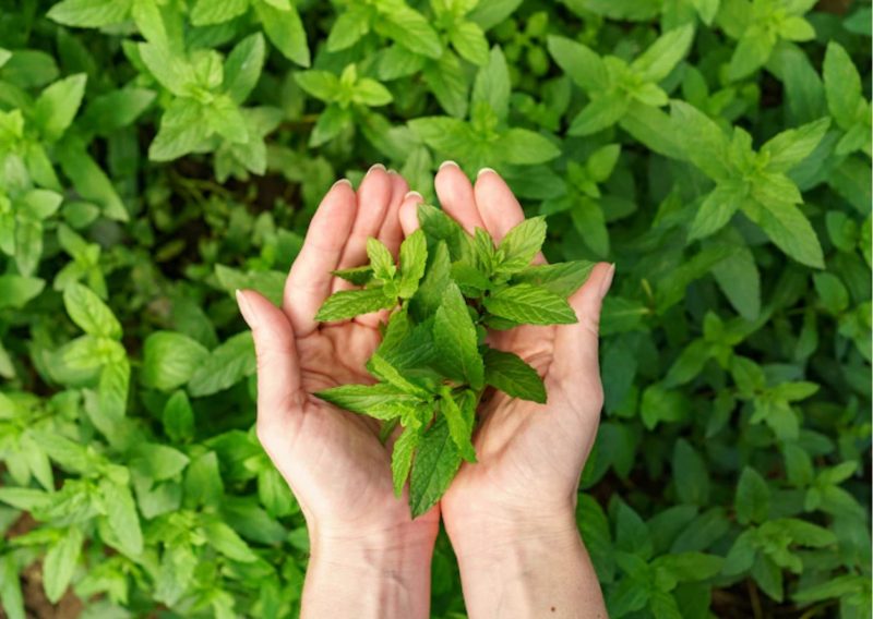 5 Herbs to Keep your Gut Health & Digestion in Check: Mint