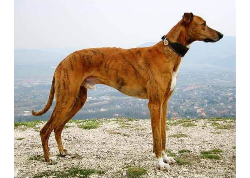 9 Types of Dogs in India: Originated from Indian Subcontinent: Vanjari Hound