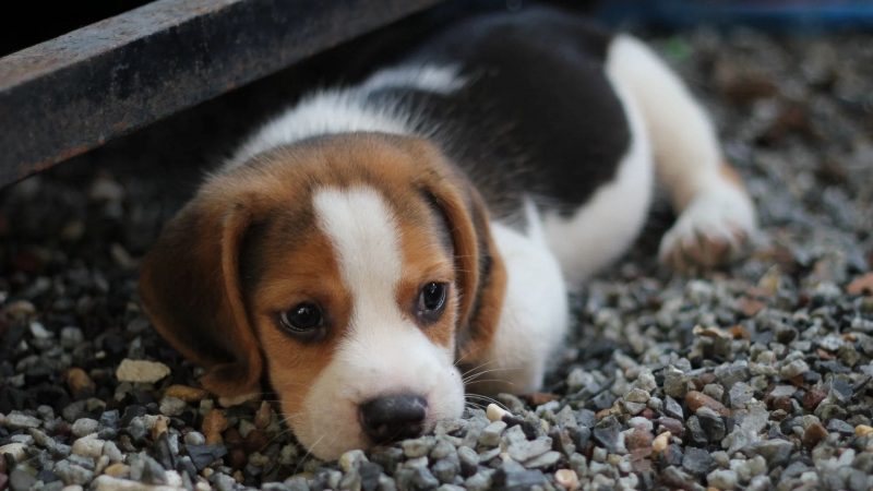 Beagle - types of dog breeds