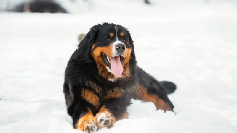 Bernese Mountain Dog  -Types of dog breeds