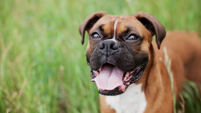 Boxer - Types of dog breeds