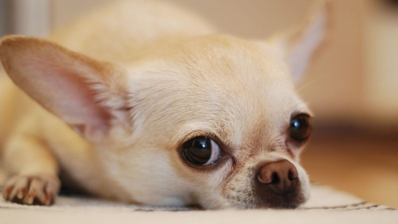 Chihuahua - Types of dog breed