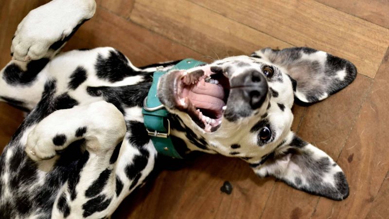 Dalmatian - Types of dog breed