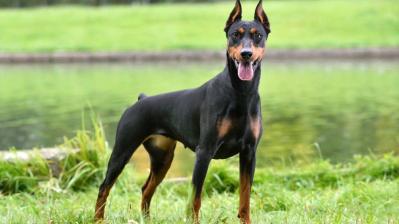 Doberman - Types of dog breeds